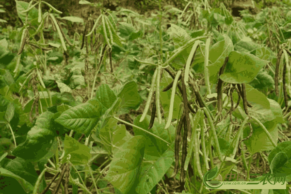 如何种植绿豆获得高产 菜农们一定要知道